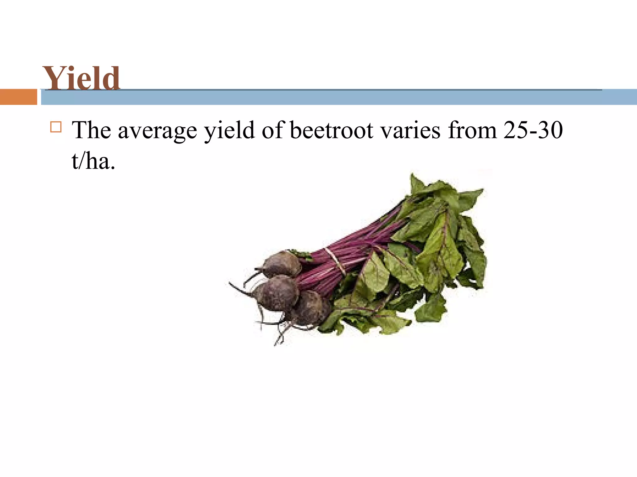 Yield
 The average yield of beetroot varies from 25-30
t/ha.
 