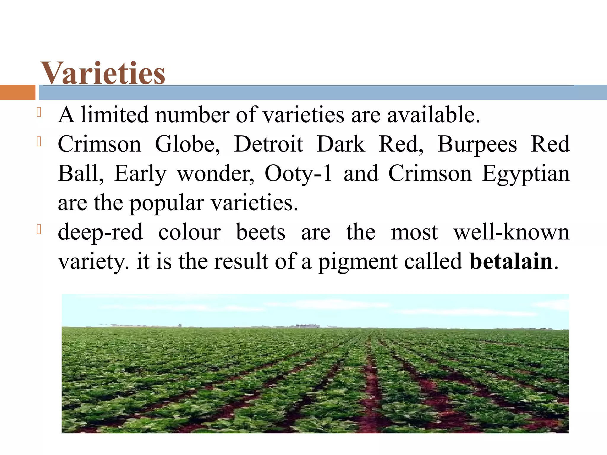 Varieties
 A limited number of varieties are available.
 Crimson Globe, Detroit Dark Red, Burpees Red
Ball, Early wonder, Ooty-1 and Crimson Egyptian
are the popular varieties.
 deep-red colour beets are the most well-known
variety. it is the result of a pigment called betalain.
 