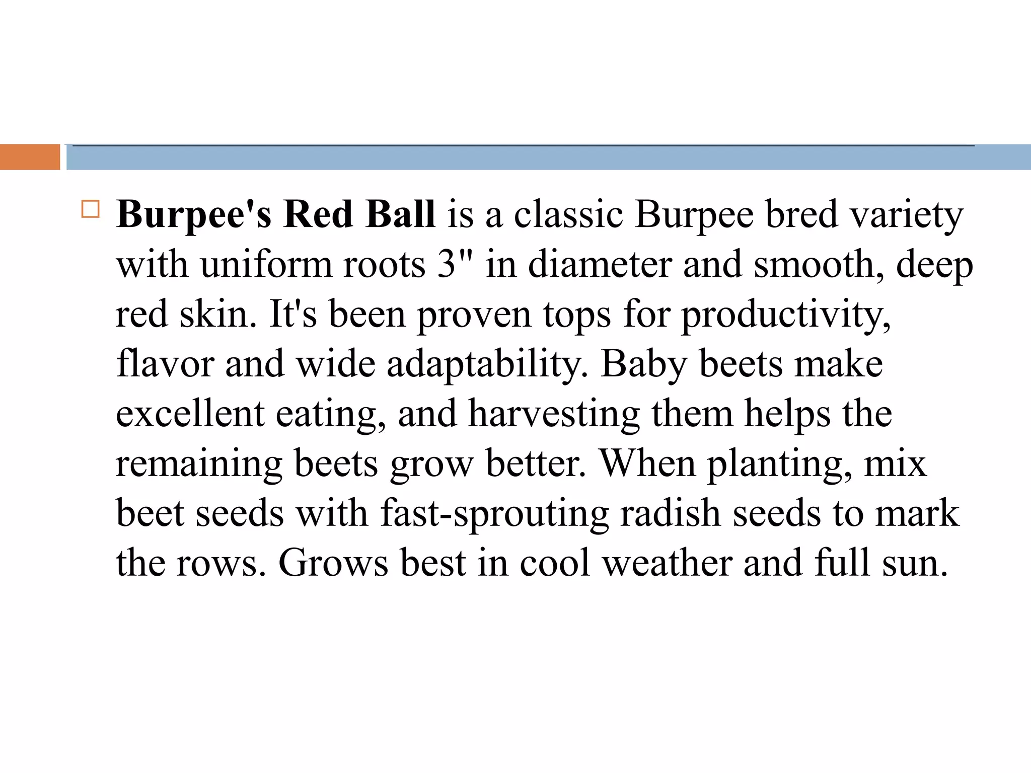  Burpee's Red Ball is a classic Burpee bred variety
with uniform roots 3" in diameter and smooth, deep
red skin. It's been proven tops for productivity,
flavor and wide adaptability. Baby beets make
excellent eating, and harvesting them helps the
remaining beets grow better. When planting, mix
beet seeds with fast-sprouting radish seeds to mark
the rows. Grows best in cool weather and full sun.
 