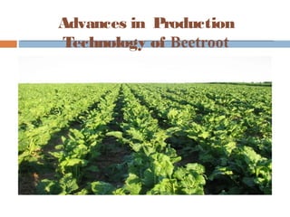 Advances in Production
Technology of Beetroot
 