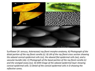Flooret Cells Bee vision | PPTX
