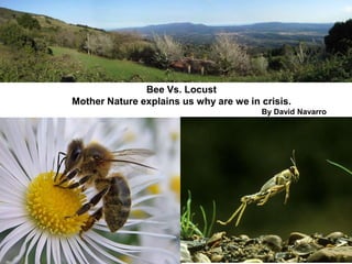 Bee Vs. Locust
Mother Nature explains us why are we in crisis.
By David Navarro
 