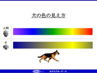 犬の色の見え方
 