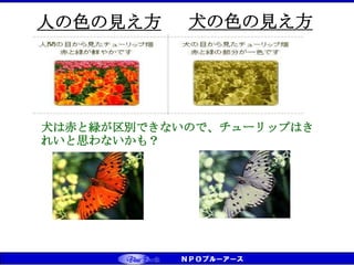 犬は赤と緑が区別できないので、チューリップはき
れいと思わないかも？
犬の色の見え方
人の色の見え方
 