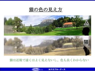 猫は近視で遠くはよく見えないし、色も良くわからない
猫の色の見え方
 