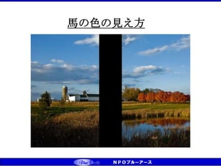 馬の色の見え方
 