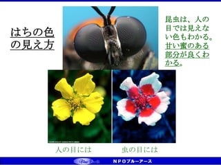 昆虫は、人の
目では見えな
い色もわかる。
甘い蜜のある
部分が良くわ
かる。
人の目には 虫の目には
はちの色
の見え方
 