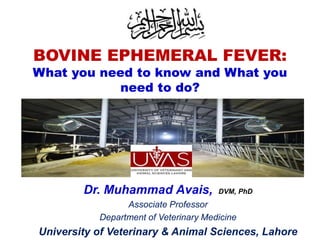 BOVINE EPHEMERAL FEVER:
What you need to know and What you
need to do?
Dr. Muhammad Avais, DVM, PhD
Associate Professor
Department of Veterinary Medicine
University of Veterinary & Animal Sciences, Lahore
 