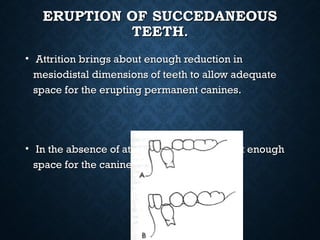 ERUPTION OF SUCCEDANEOUSERUPTION OF SUCCEDANEOUS
TEETHTEETH..
• Attrition brings about enough reduction inAttrition brings about enough reduction in
mesiodistal dimensions of teeth to allow adequatemesiodistal dimensions of teeth to allow adequate
space for the erupting permanent canines.space for the erupting permanent canines.
• In the absence of attrition there is often not enoughIn the absence of attrition there is often not enough
space for the caninespace for the canine
 