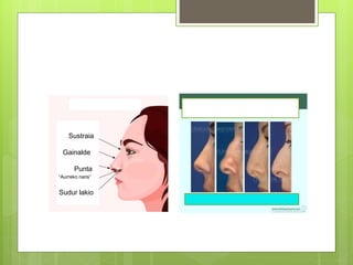 Sustraia
Gainalde
Punta
“Aurreko naris”
Sudur lakio
 