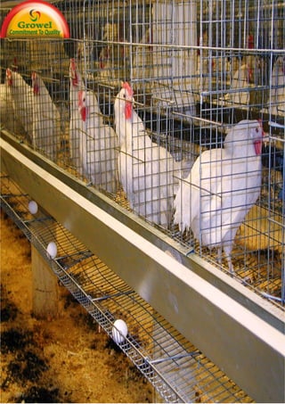 A Beginners
Guide To Layer
Poultry Farming
 