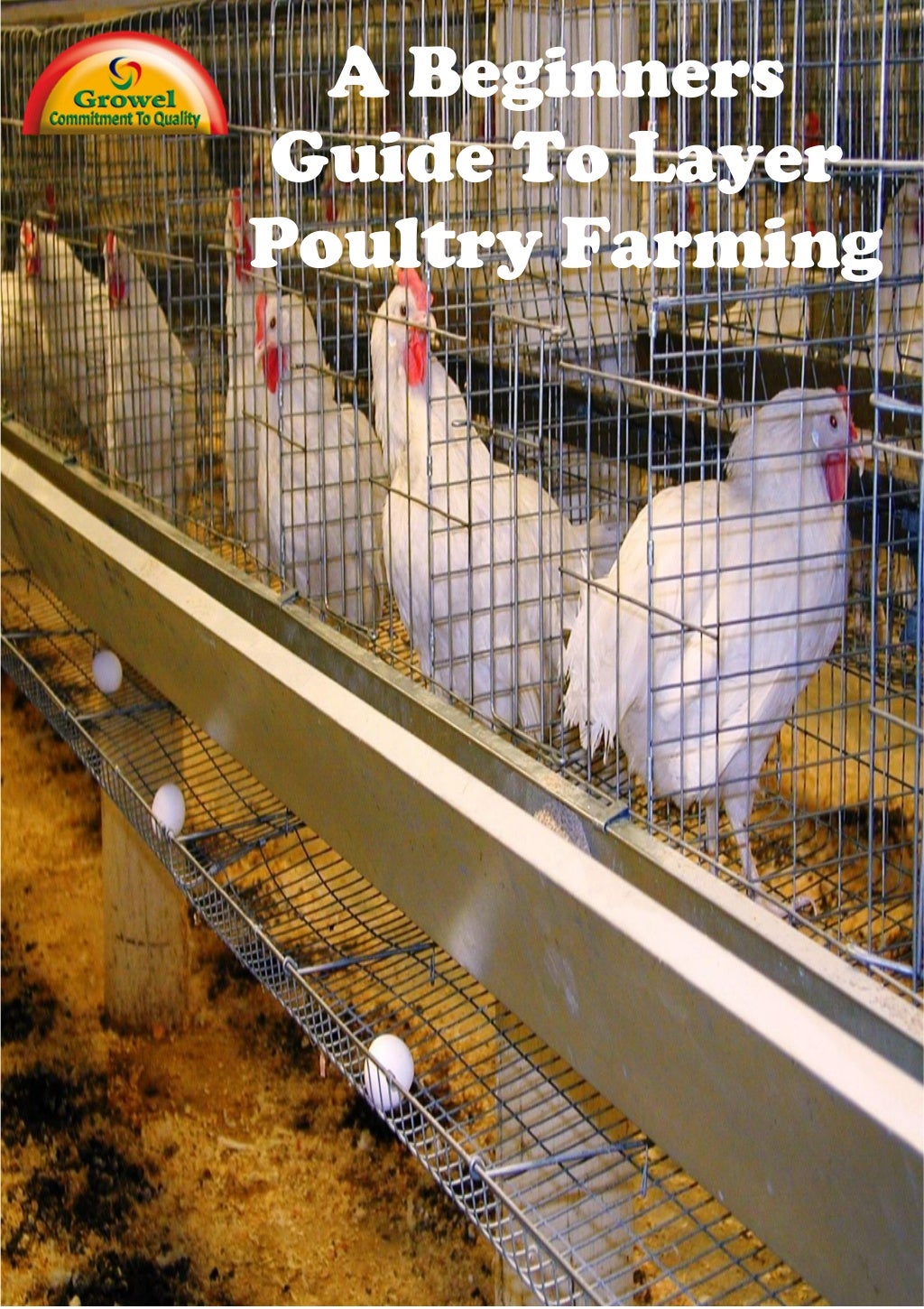 Beginners Guide to Layer Poultry Farming