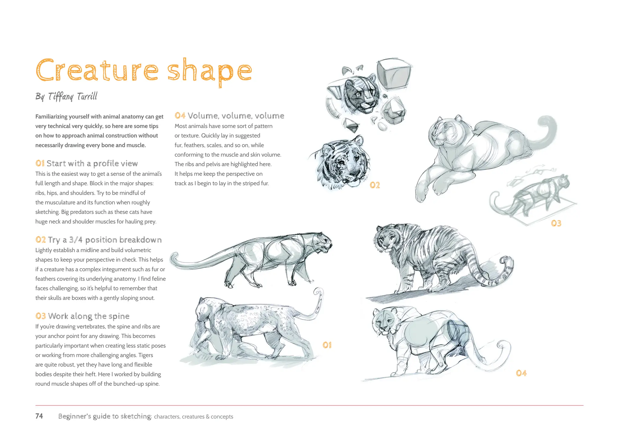 74 Beginner’s guide to sketching: characters, creatures  concepts
Creature shape
By Tiffany Turrill
Familiarizing yourself with animal anatomy can get
very technical very quickly, so here are some tips
on how to approach animal construction without
necessarily drawing every bone and muscle.
01 Start with a profile view
This is the easiest way to get a sense of the animal’s
full length and shape. Block in the major shapes:
ribs, hips, and shoulders. Try to be mindful of
the musculature and its function when roughly
sketching. Big predators such as these cats have
huge neck and shoulder muscles for hauling prey.
02 Try a 3/4 position breakdown
Lightly establish a midline and build volumetric
shapes to keep your perspective in check. This helps
if a creature has a complex integument such as fur or
feathers covering its underlying anatomy. I find feline
faces challenging, so it’s helpful to remember that
their skulls are boxes with a gently sloping snout.
03 Work along the spine
If you’re drawing vertebrates, the spine and ribs are
your anchor point for any drawing. This becomes
particularly important when creating less static poses
or working from more challenging angles. Tigers
are quite robust, yet they have long and flexible
bodies despite their heft. Here I worked by building
round muscle shapes off of the bunched-up spine.
01
02
03
04
04 Volume, volume, volume
Most animals have some sort of pattern
or texture. Quickly lay in suggested
fur, feathers, scales, and so on, while
conforming to the muscle and skin volume.
The ribs and pelvis are highlighted here.
It helps me keep the perspective on
track as I begin to lay in the striped fur.
 
