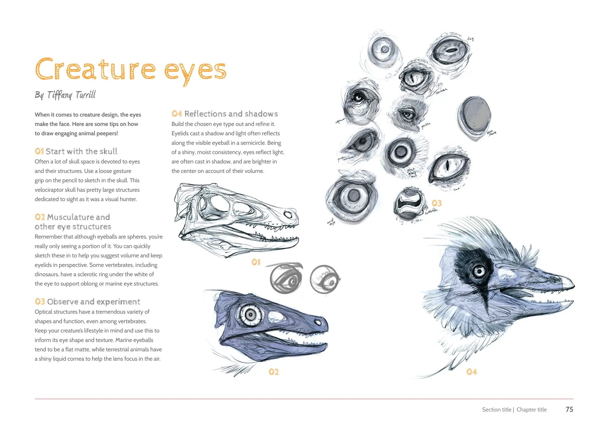 Section title | Chapter title 75
Creature eyes
By Tiffany Turrill
When it comes to creature design, the eyes
make the face. Here are some tips on how
to draw engaging animal peepers!
01 Start with the skull
Often a lot of skull space is devoted to eyes
and their structures. Use a loose gesture
grip on the pencil to sketch in the skull. This
velociraptor skull has pretty large structures
dedicated to sight as it was a visual hunter.
02 Musculature and
other eye structures
Remember that although eyeballs are spheres, you’re
really only seeing a portion of it. You can quickly
sketch these in to help you suggest volume and keep
eyelids in perspective. Some vertebrates, including
dinosaurs, have a sclerotic ring under the white of
the eye to support oblong or marine eye structures.
03 Observe and experiment
Optical structures have a tremendous variety of
shapes and function, even among vertebrates.
Keep your creature’s lifestyle in mind and use this to
inform its eye shape and texture. Marine eyeballs
tend to be a flat matte, while terrestrial animals have
a shiny liquid cornea to help the lens focus in the air.
04 Reflections and shadows
Build the chosen eye type out and refine it.
Eyelids cast a shadow and light often reflects
along the visible eyeball in a semicircle. Being
of a shiny, moist consistency, eyes reflect light,
are often cast in shadow, and are brighter in
the center on account of their volume.
01
02
03
04
 