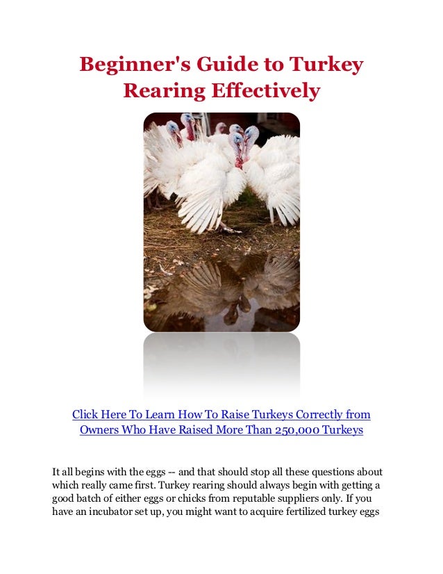 Beginner's Guide to Turkey Rearing Effectively