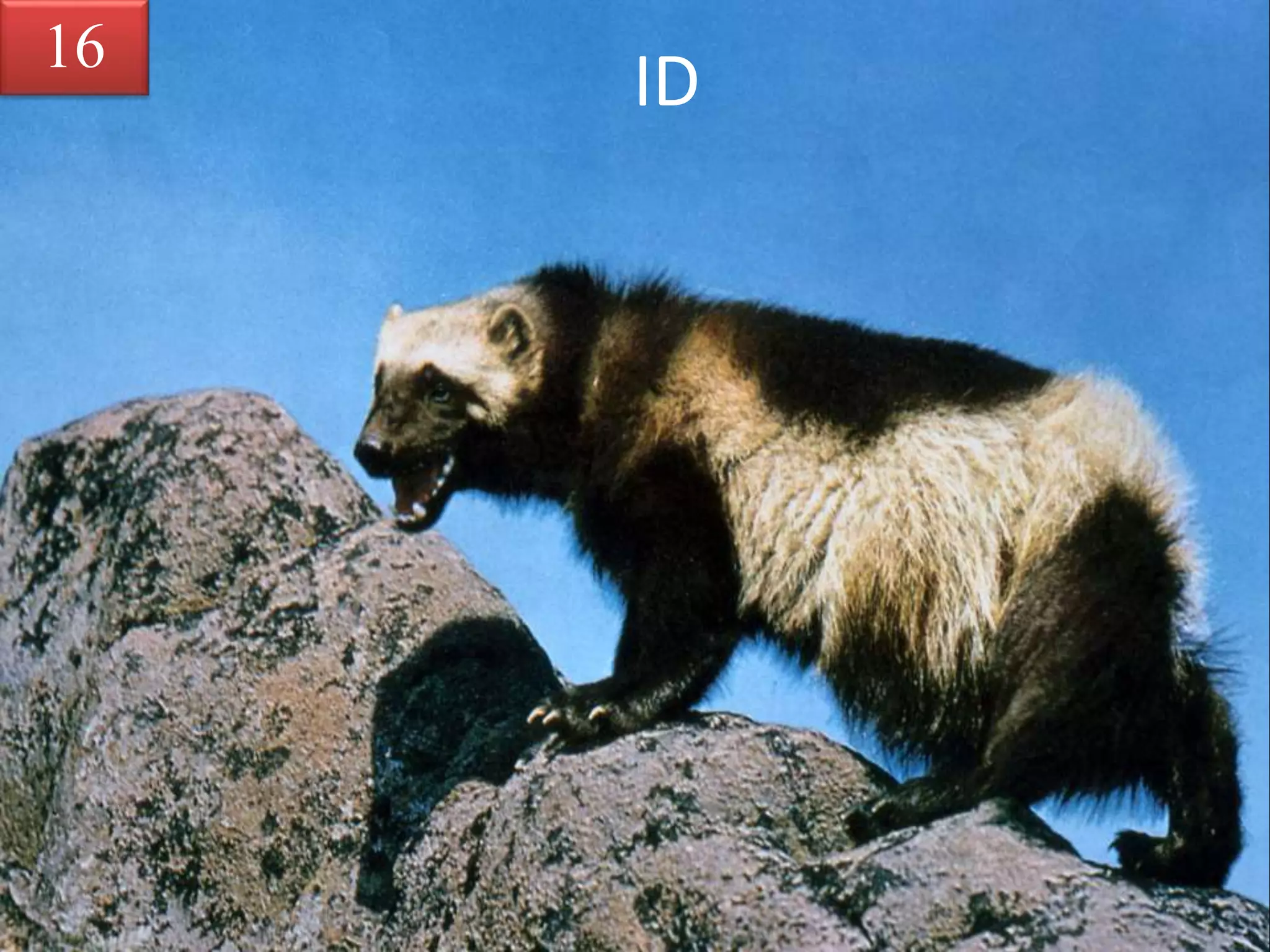 ID16
 