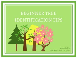 Beginner Tree Identification Tips