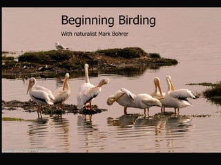 Beginning Birding  With naturalist Mark Bohrer 