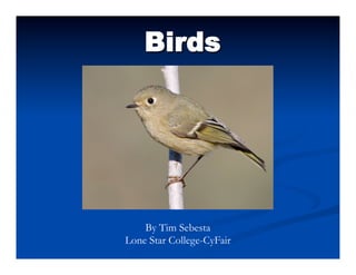 Birds	
 




    By Tim Sebesta
Lone Star College-CyFair
 