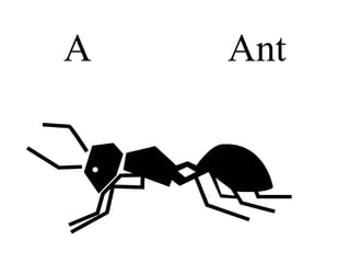 A Ant