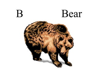 B Bear