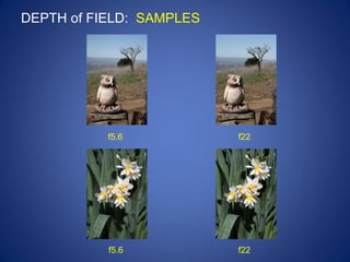 DEPTH of FIELD: SAMPLES




           f5.6           f22




           f5.6           f22
 