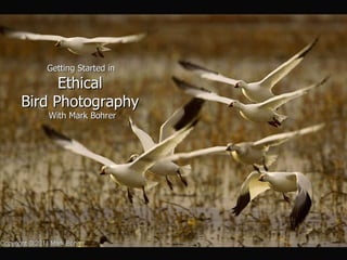 Getting Started in  Ethical  Bird Photography  With Mark Bohrer 