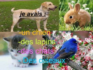 je avais : -un chien -des lapins -des chats - Des oiseaux