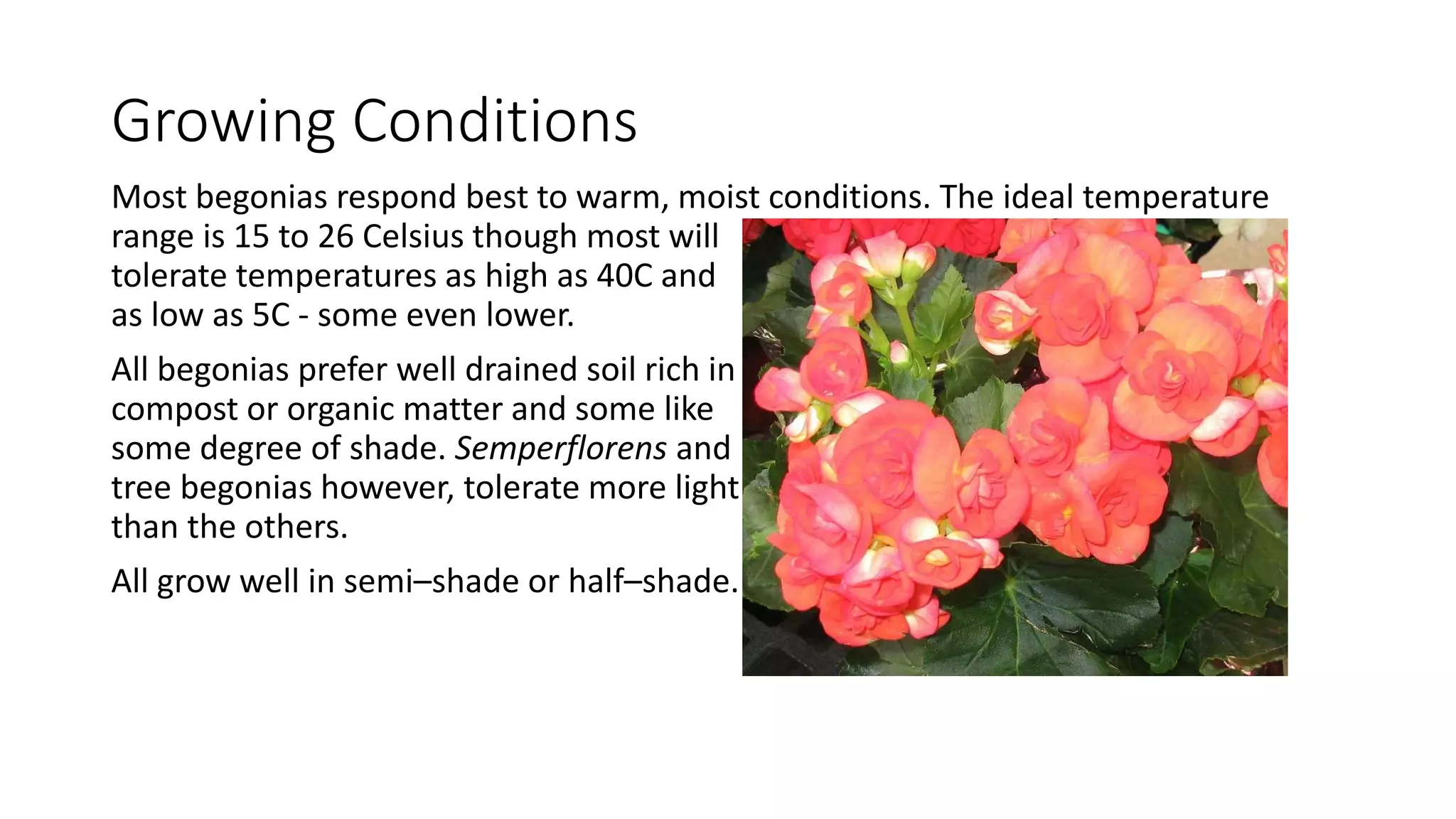 Begonias | PPTX