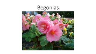 Begonias
 