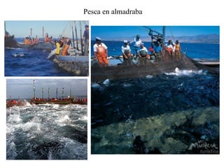 Pesca en almadraba
 
