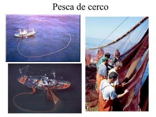 Pesca de cerco
 