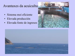 Avantaxes da acuicultura
• Sistema moi eficiente
• Elevada producción
• Elevada fonte de ingresos
 