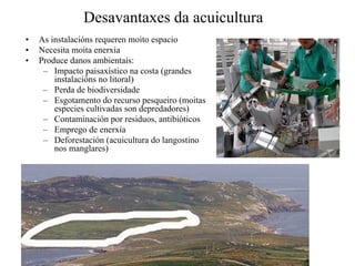 Desavantaxes da acuicultura
• As instalacións requeren moito espacio
• Necesita moita enerxía
• Produce danos ambientais:
– Impacto paisaxístico na costa (grandes
instalacións no litoral)
– Perda de biodiversidade
– Esgotamento do recurso pesqueiro (moitas
especies cultivadas son depredadores)
– Contaminación por residuos, antibiòticos
– Emprego de enerxía
– Deforestación (acuicultura do langostino
nos manglares)
 