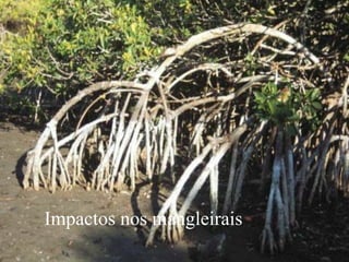 Impactos nos mangleirais
 