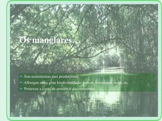 ➢ Son ecosistemas moi productivos
➢ Albergan unha gran biodiversidade: peixes, crustáceos, aves, etc.
➢ Protexen a costa da erosión e das tormentas
Os manglares…
 