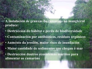 A instalación de granxas de camaróns no mangleiral
produce:
• Destrucción do hábitat e perda de biodiversidade
• Contaminación por antibióticos, residuos orgánicos
• Aumento da erosión, maior risco de inundación
• Maior cantidade de sedimentos que chegan ó mar
• Destrucción doutros ecosistemas mariños para
alimentar os camaróns
 