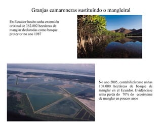 Granjas camaroneras sustituíndo o mangleiral
En Ecuador houbo unha extensión
orixinal de 362.802 hectáreas de
manglar declaradas como bosque
protector no ano 1987
No ano 2005, contabilizáronse unhas
108.000 hectáreas de bosque de
manglar en el Ecuador. Evidénciase
unha perda do 70% do ecosistema
de manglar en poucos anos
 