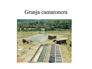 Granja camaronera
 
