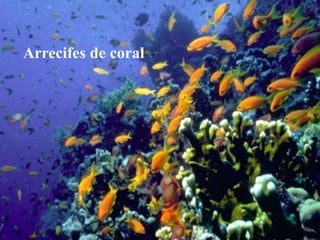 Arrecifes de coral
 