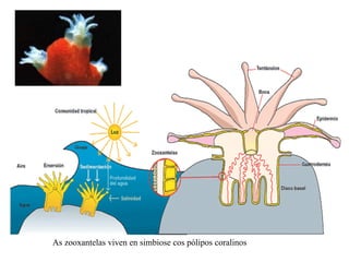 As zooxantelas viven en simbiose cos pólipos coralinos
 