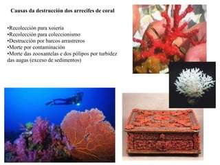 Causas da destrucción dos arrecifes de coral
•Recolección para xoiería
•Recolección para coleccionismo
•Destrucción por barcos arrastreros
•Morte por contaminación
•Morte das zooxantelas e dos pólipos por turbidez
das augas (exceso de sedimentos)
 