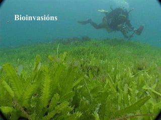 Bioinvasións
 