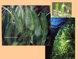 Caulerpa taxifolia
 