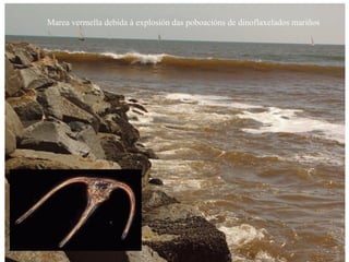 Marea vermella debida á explosión das poboacións de dinoflaxelados mariños
 