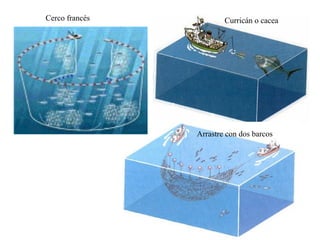 Cerco francés
Arrastre con dos barcos
Curricán o cacea
 