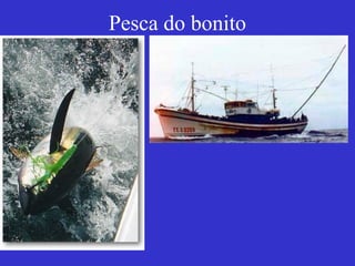 Pesca do bonito
 