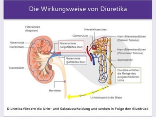 5. Diuretika
Wie wirken Diuretika?
Diuretika wirken in den Nephronen (Nierenkörperchen). Jedes
Nierenkörperchen ist eine Filtereinheit, insgesamt bilden die Nephrone ein
komplexes System zur Regulierung des Elektrolyt- und Wasserhaushalts.
Sie bestehen jeweils aus dem Glomerulus - einem Nervenknäuel - der
Bowman-Kapsel als ihrer äußeren Hülle und einem Harnkanälchen, das in
verschiedene Abschnitte unterteilt ist.
Das Wasser- und Elektrolytgleichgewicht wird durch den Rückfluss eines Teils
der gefilterten Nierenflüssigkeit in den Tubuli aufrechterhalten, die dafür als
Sammelrohr fungieren.
Durch die Einnahme von Diuretika erhöht sich die Natriummenge im Urin,
zusammen mit den Natriumionen wird eingelagertes Wasser ausgeschwemmt.
 