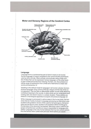 Motor and Sensory Regions of the Cerebral Cortex
Language
Language forms a quintessential part of what it means to be human.
Human language is unique compared to the communication techniques
used by other animals. Other animats communicate using a finite num
ber of ideas that can be expressed. Human language. on the other hand,
is open-ended and productive meaning. Humans, can, thus produce an
infinite range of expressions from a finite set of elements to create new
words and sentences. [ii
Speaking is the default mode for language in all human cultures. Humans
produce language using control of the lips, tongue and the rest of the vo
cal apparatus. They are able to differentiate spoken sounds white attaching
contextual meaning to the sounds. In other words we can understand what
is being said, and what it means in a certain situation. These abilities are
[inked to a neurological apparatus to acquire and produce language. 12]
While, language is processed in various areas in the human brain, the two
areas that are mainly involved in language processing are Wernicke’s area,
located in the posterior section of the superior temporal gyrus, (temporal
lobe) and the Broca’s area, located in the posterior inferior frontal gyrus
(frontal lobe) of the dominant hemisphere. Wernicke’s area is used for lan
guage comprehension and Broca’s area is responsible for language artic
ulation. Language is the only human behavior that has two controlcentres.
thus the famous idiom pehte tolah phir boto’ (think before you speak).
Primary motor cortex
(precentr& gyms)
Somatic motor association area
(premotor cortex)
Prefrontal cortex
Sri
Broca’s area—
(production of speech)
Primary sensory cortex
(postcentml gyms)
/ Somatic sensory association area
Visual association
//_ area
Visual cortex
Auditory association area / -
--
I Wemicke’s area
Auditory cortex (understand speech)
 