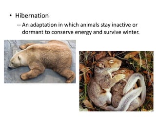 Behavioral adaptations | PPTX